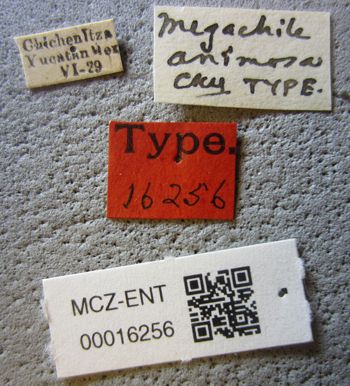 Media type: image;   Entomology 16256 Aspect: labels